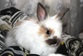 Декоративные кролики 2