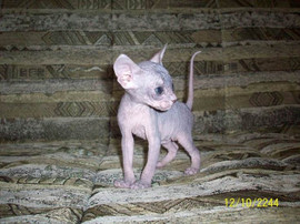 Донской сфинкс, котята