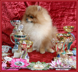 Щенки померанского шпица. 5