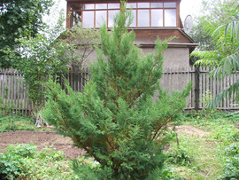 Саженцы редких деревьев и кустов для сада 2