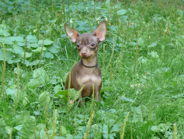 Продаются высокопородные щенки той-терьера.