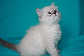 невские маскарадные котята 2