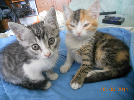 Отдаем котят. 4