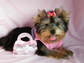 щенки Йорка мини и стандарт с документами из проф питомника в Мо