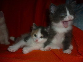 Котята курильского бобтейла с документами.