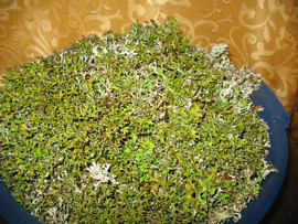 Иссландский мох (Цетрария иссландская)