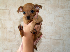 щенки той-терьера