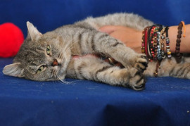 Серый ищет дом