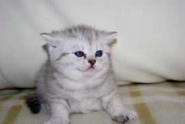 ОЧАРОВАТЕЛЬНЫЕ БРИТАНЦЫ 2