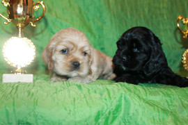 Английский кокер спаниель