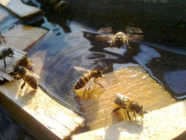 Пакетные пчелы