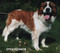 Продам щенков московской сторожевой