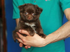 Щенок Тедди Бер в Москве!