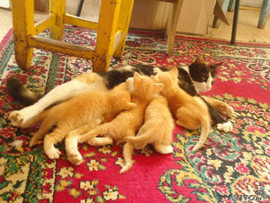 ОТдам котят в хорошие руки 2