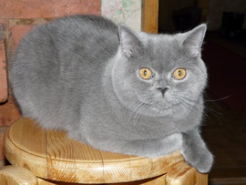 Британские плюшевые котята 4