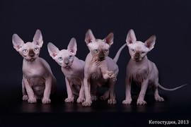 Сфинкс-восхитительный котёнок! 3