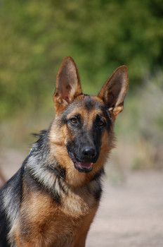 НЕМЕЦКАЯ ОВЧАРКА СУКА И КОБЕЛЬ!!!