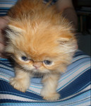 Котята - персы