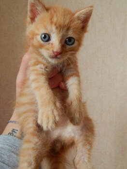 Отдам котят в добрые руки. 4