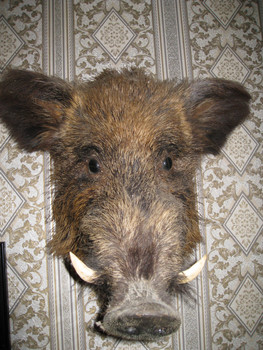 голова кабана 4