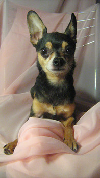 Вязка с мини-тоем