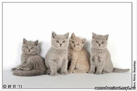 Котята британские плюшевые голубые и лиловые. 3