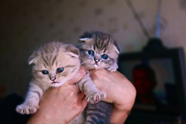 Очаровательные клубные шотландские котята от ГрандИнтерЧемпиона 6