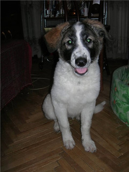 Отдам в очень хорошие руки