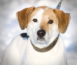 Виски ищет дом