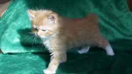 Курильские котята , маленькая рысь в вашем доме !