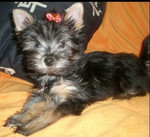 Роскошная девочка йорка