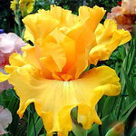 Ирисы ТВ "Amplified"(Ghio'2000)