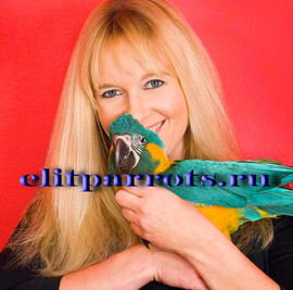Абсолютно ручные птенцы попугаев из питомников