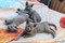 Русские голубые котята