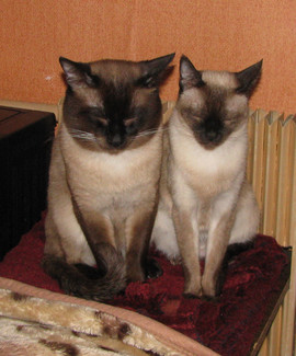 Тайские (старосиамские) котята 3