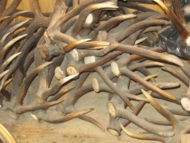 рога оленя лося клак волка