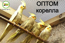 волнистые попугаи оптом 2