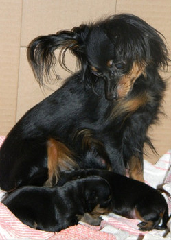 Щенко русского гладкошерстного тоя