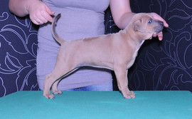 Щенки Тайского Риджбека от оф. питомника в спб