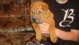 Продаю щенков Шар-пей