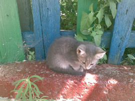 Отдам в добрые руки 7