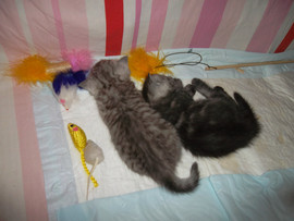 Серебристый экзот 4