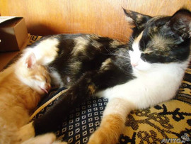 ОТдам котят в хорошие руки