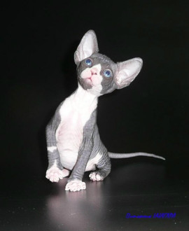 Котята канадского сфинкса 2