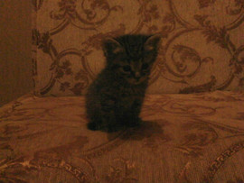 котёнка в добрые руки . 4