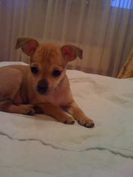 Русский той-терьер 2