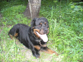 Ротвейлер Сильвер мечтает о хозяине