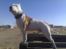 щенки стаффтерьера