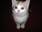 Продам.Кошечка скоттиш-страйт