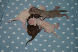 Роскошные кучерявые котята Корниш рекс редких окрасов